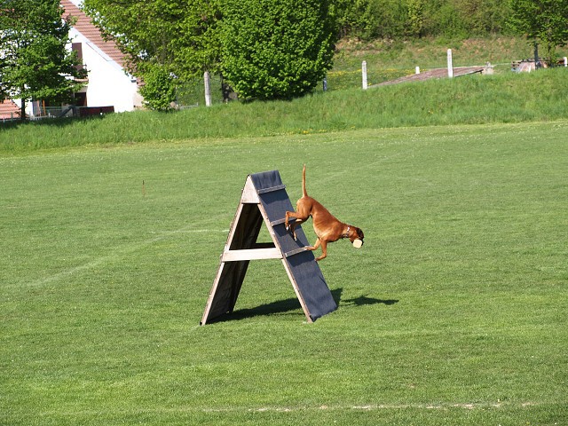 www.atibox.net * www.euroboxer.eu * www.boxergenealogia.eu